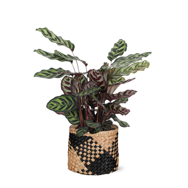 Pauwenplant  in Albury zwarte print mand (Calathea Makoyana)  - Ø21cm - ↕70cm