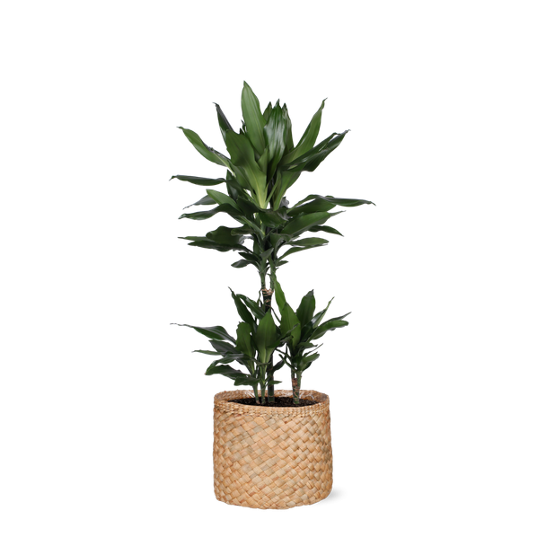 Struik drakenboom  in Albury natural mand (Dracaena Janet Lind) - Ø21cm - ↕90cm