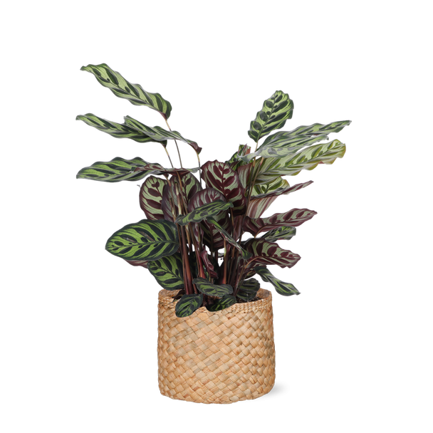 Pauwenplant  in Albury natuurlijke mand - (Calathea Makoyana)  Ø21cm - ↕70cm