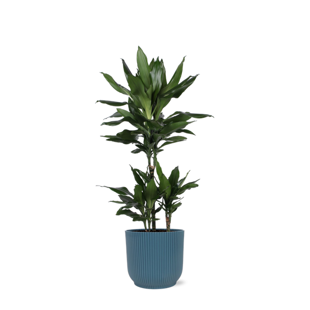 Struik drakenboom  in Vibes Blauwe pot (Dracaena Janet Lind) - Ø21cm - ↕90cm