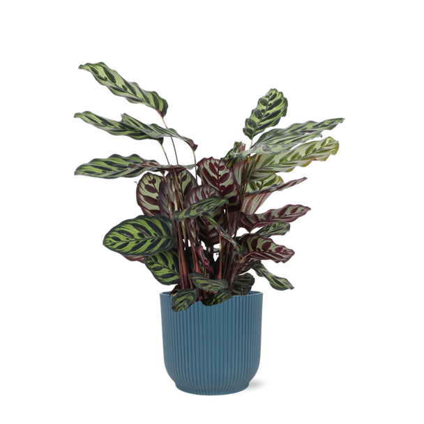 Pauwenplant  in Blauwe Vibes sierpot  (Calathea Makoyana) - Ø21cm - ↕70cm