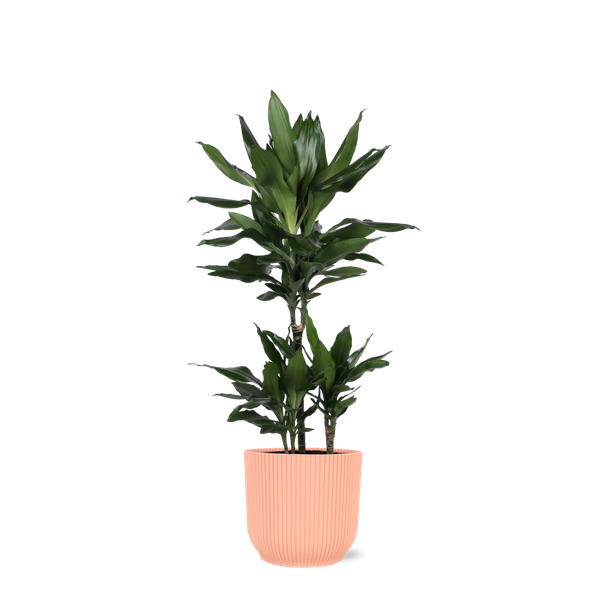 Struik drakenboom in Vibes ROZE pot (Dracaena Janet Lind) - Ø21cm - ↕90cm