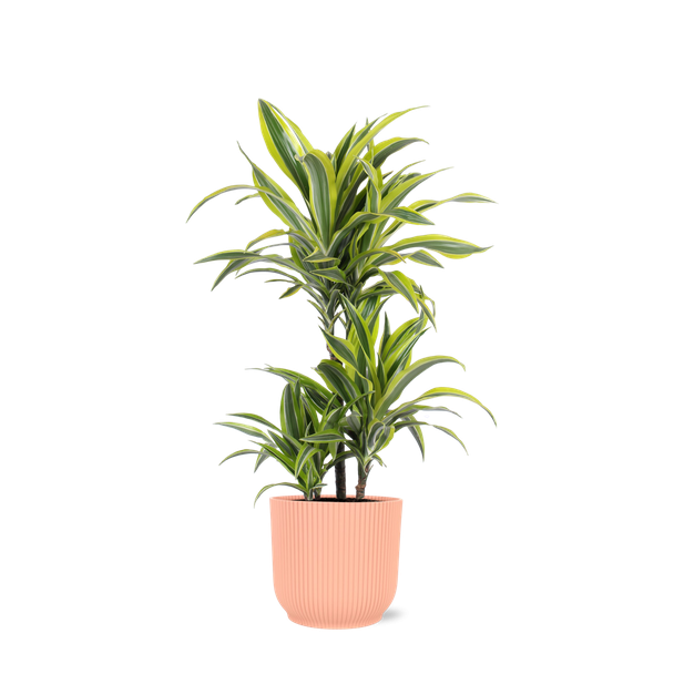 Drakenbloedboom, Groene Kmerplant in Sierpot, Kleurrijke Bladeren, Dracaena Lemon Lime Ø21cm - ↕65cm in Vibes ROZE pot