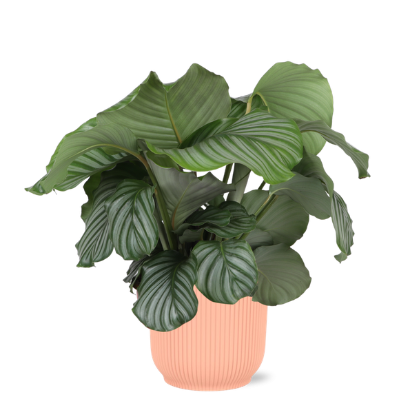 alathea Orbifolia, Groene Kamerplant in sierpot, Speciaal Bladkleuren,Calathea Orbifolia Ø21cm - ↕70cm in Vibes ROZE pot