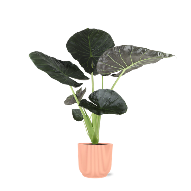 Groene Plant in Roze Pot, Excotische sfeer, Kamerplant, Alocasia 'Regal Shield' - Ø21cm - ↕100cm in Vibes Roze Pot