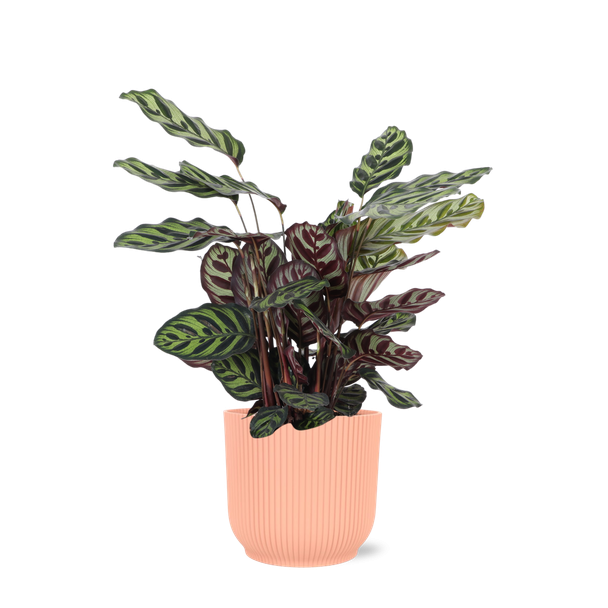 De Pauwenplant, Groene kamerplant in Sierpot, Calathea Makoyana Ø21cm - ↕70cm in Vibes ROZE pot