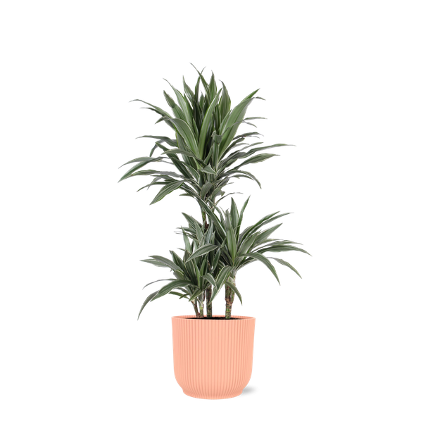 Drakenbloedboom (Dracaena Warneckii) Ø21cm - ↕65cm in Vibes ROZE pot