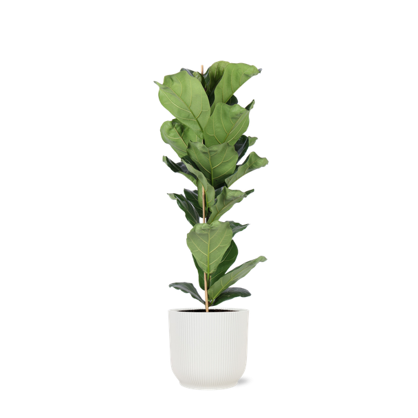 Vioolbladplant (Ficus Lyrata) - Ø21cm - ↕90cm in Vibes WIT pot