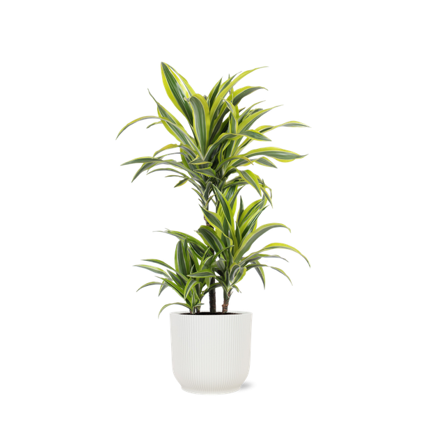 Drakenbloedboom Lemon Lime (Dracaena Lemon Lime) - Ø21cm - ↕65cm