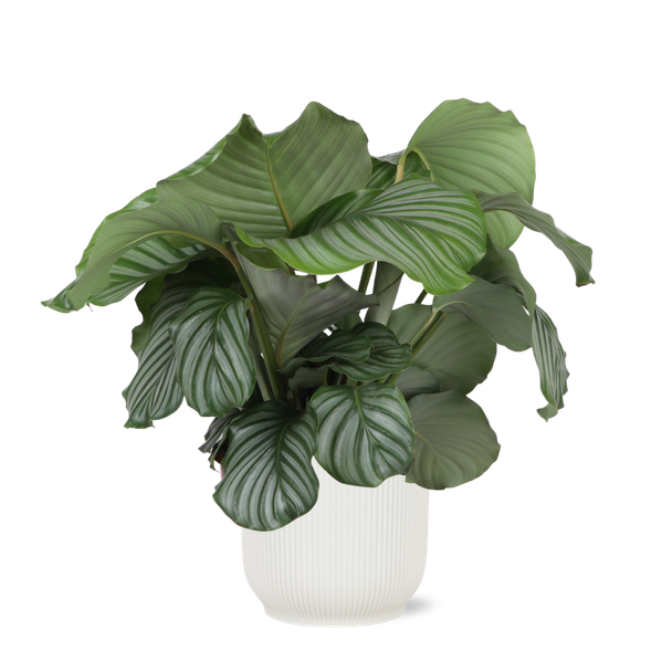 Pauwenplant (Calathea Orbifolia) - Ø21cm - ↕70cm in Vibes WIT pot