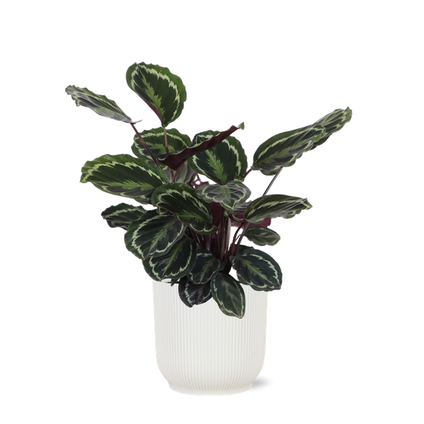 Pauwenplant in Vibes WIT pot (Calathea Medaillon) - Ø21cm - ↕70cm