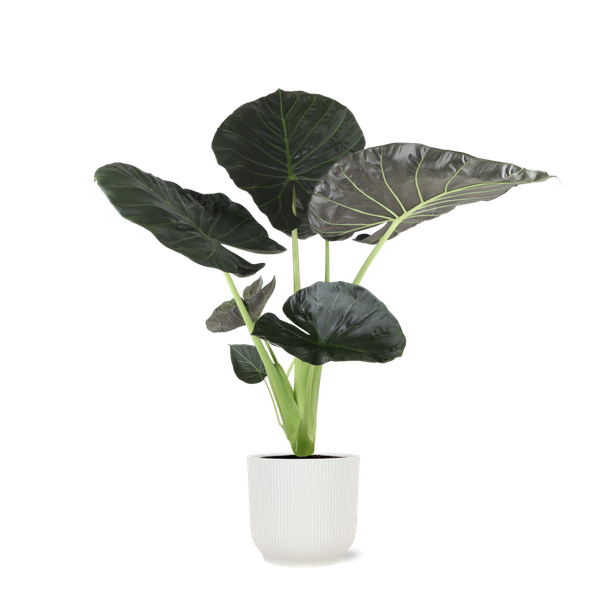 Olifantsoor in Vibes WIT pot (Alocasia Regal Shield) - Ø21cm - ↕100cm