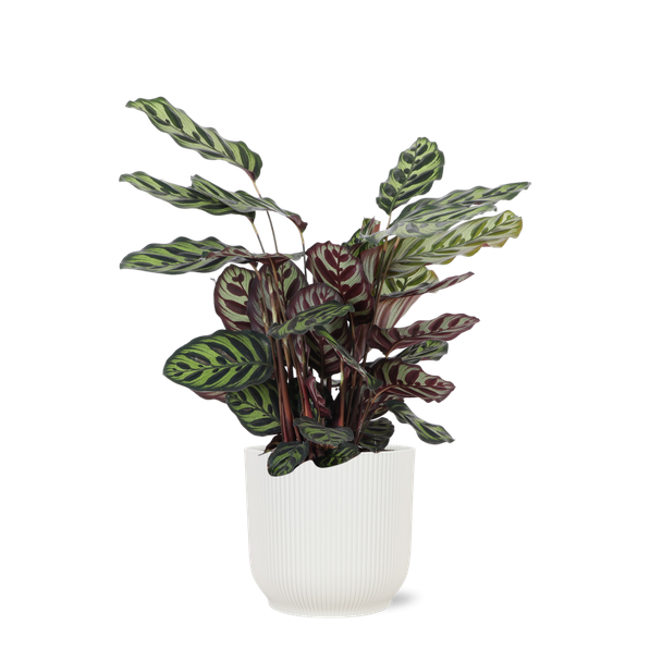 Pauwenplant  in Vibes witte sierpot (Calathea Makoyana) - Ø21cm - ↕70cm