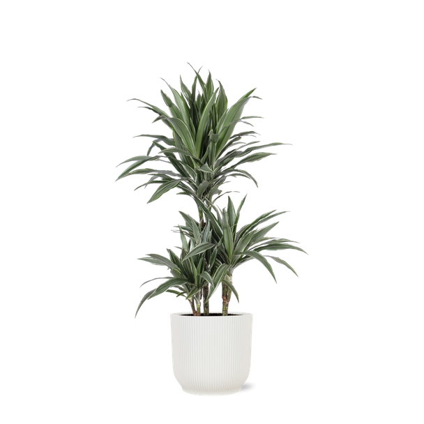 Struikvormige Dracaena  in Vibes witte pot (Dracaena Warneckii) - Ø21cm - ↕65cm