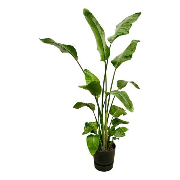 Strelitzia Nicolai inclusief elho Greenville Round zwart - 180 cm - Ø30