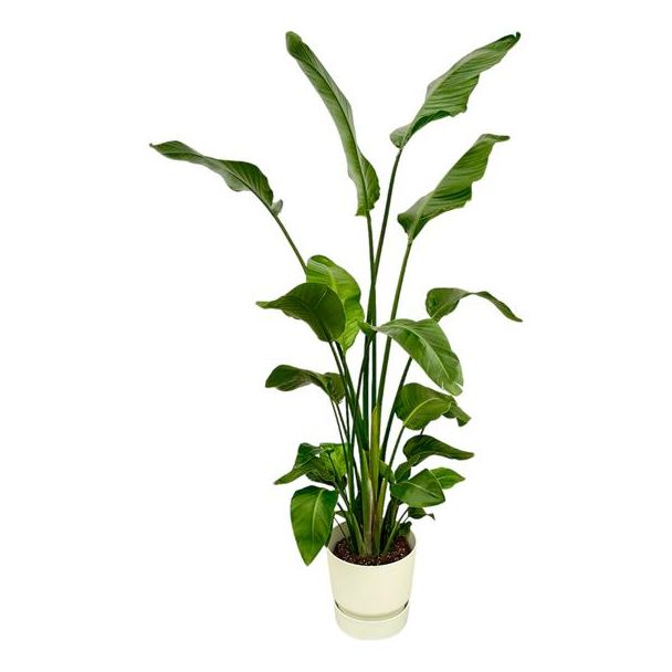 Strelitzia Nicolai inclusief elho Greenville Round wit - 180 cm - Ø30