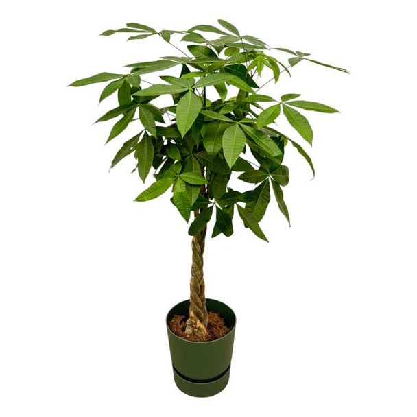 Pachira Aquatica inclusief elho Greenville Round groen - 160cm - Ø30