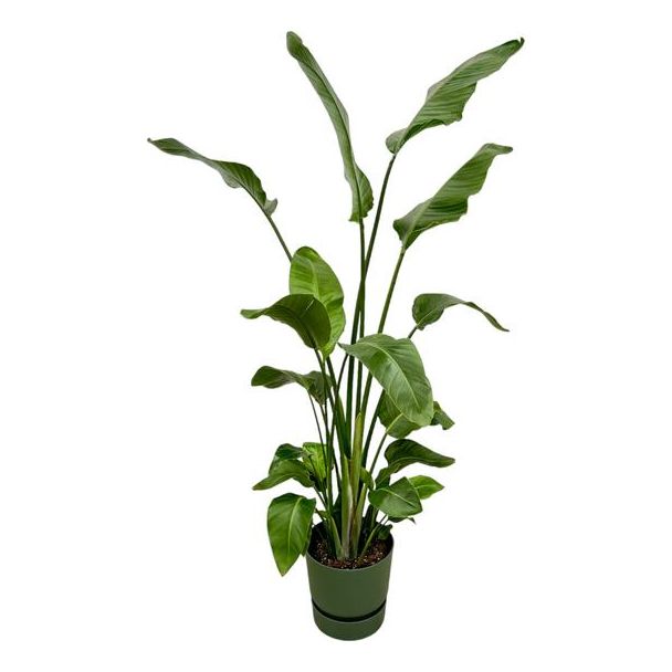 Strelitzia Nicolai inclusief elho Greenville Round groen - 180 cm - Ø30