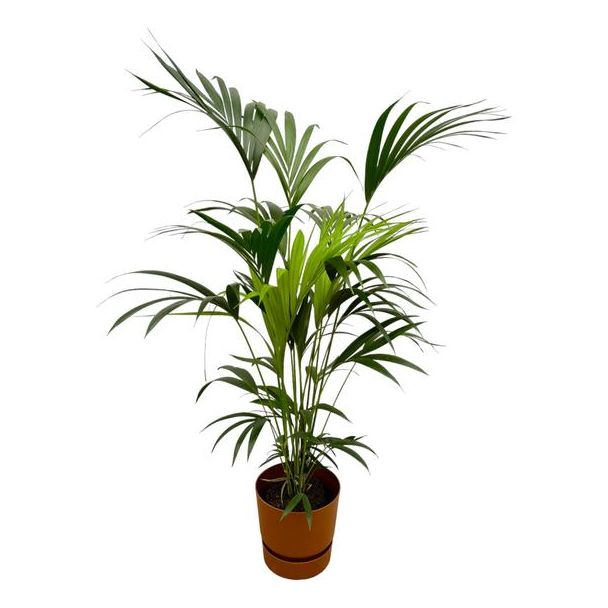 Kentia palm inclusief elho Greenville Round bruin - 160cm - Ø24