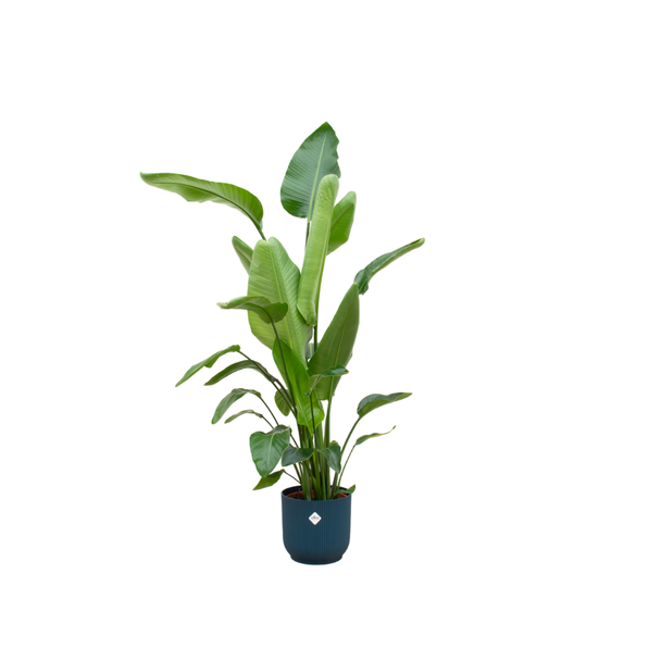 Combinatie van kamerplant Strelitzia Nicolai en blauwe pot, Ø30, 160 cm hoog