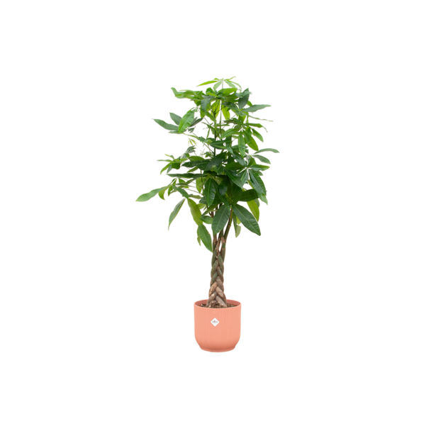 Groene kamerplant met gevlochten stam Pachira Aquatica met roze pot, 160 cm hoogte en Ø30