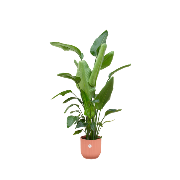 Groene kamerplant Strelitzia Nicolai van 180 cm hoog, roze pot inbegrepen, Ø30