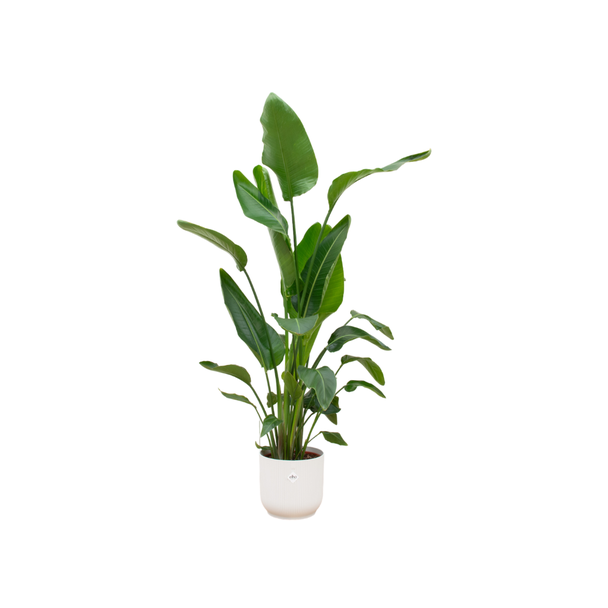 Groene kamerplant Paradijsvogelplant (Strelitzia Nicolai), 160cm - Ø30, inclusief pot elho Vibes Fold Round wit