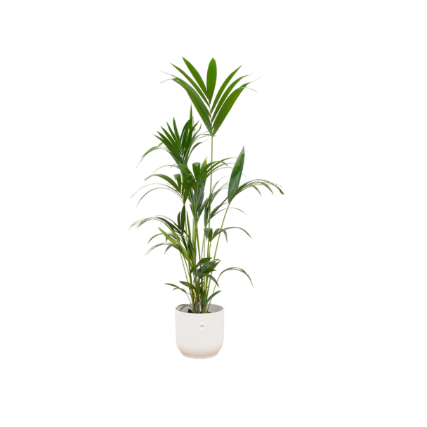 Groene kamerpalm (Kentia palm), 160cm - Ø30, inclusief witte elho Vibes Fold Round pot