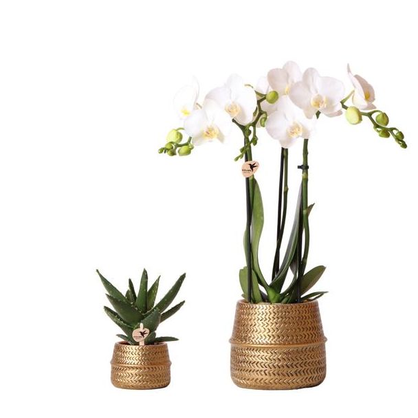 Kado Tip! Planten Set Groove, Witte Orchidee Ø9cm, Groene Succulent Ø6cm, Keramieken Gouden Pot,