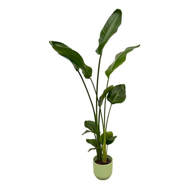 Strelitzia Nicolai inclusief elho Vibes Fold Round groen - 100 cm - Ø18