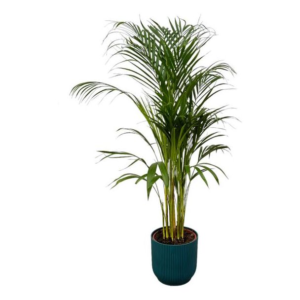 Areca palm - ↨110cm - Ø21cm inclusief elho Vibes Fold Round blauw D22xH20