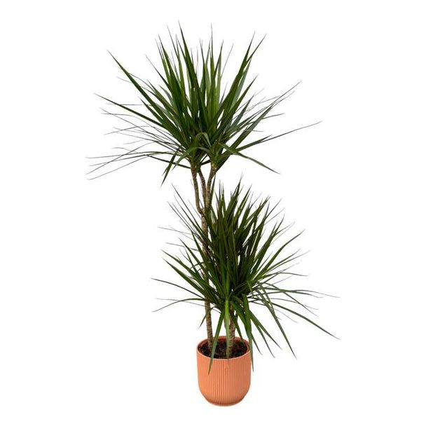 Dracaena Marginata - ↨120cm - Ø21cm inclusief elho Vibes Fold Round roze D22xH20