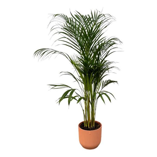 Areca palm - ↨110cm - Ø21cm inclusief elho Vibes Fold Round roze D22xH20