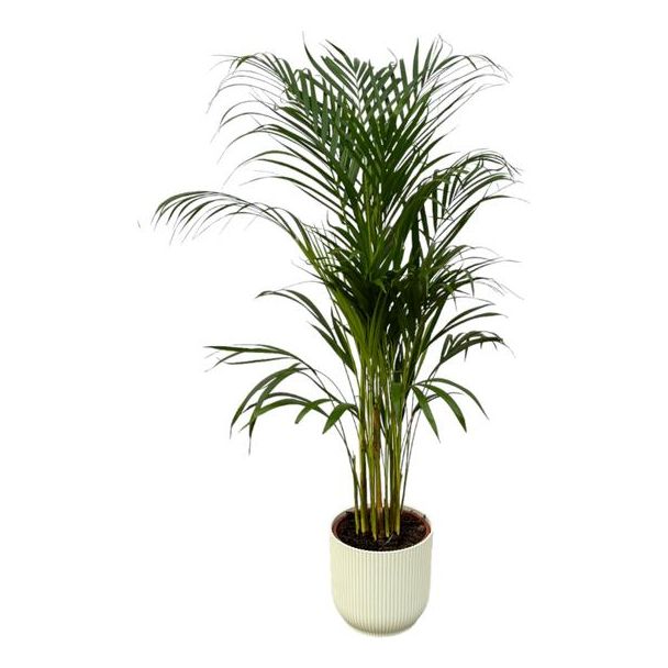 Areca palm - ↨110cm - Ø21cm inclusief elho Vibes Fold Round wit D22xH20