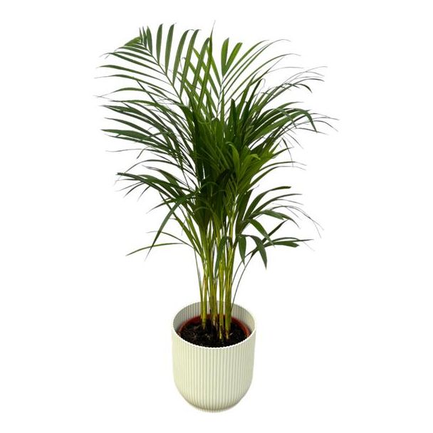 Areca palm - ↨85cm - Ø19cm inclusief elho Vibes Fold Round wit D22xH20