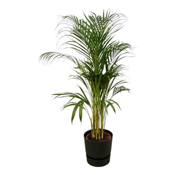 Areca palm - ↨110cm - Ø21cm inclusief elho Greenville Round zwart D24xH23