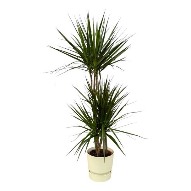 Elegante Dracaena Marginata en witte pot, ↨120cm