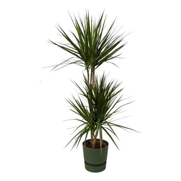 Kamerplant Dracaena Marginata ↨120cm - Ø21cm, inclusief groene pot