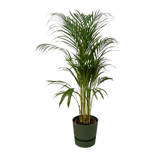 110 cm hoge kamerplant Areca palm Ø21 cm, inbegrepen elho Greenville Round groen D24xH23