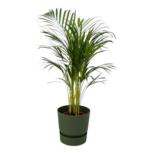 Vlinderpalm in groene pot, ↨85cm - Ø19cm