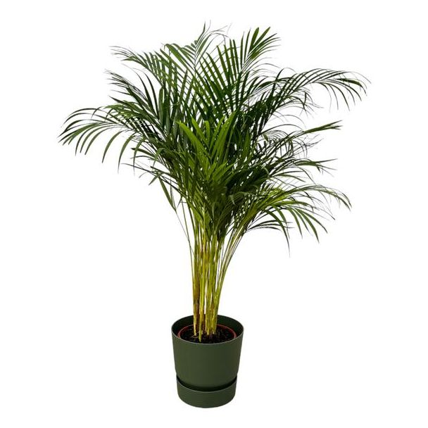 Goudpalm in groene pot, kamerplant Areca palm ↨130cm, Ø24cm, inclusief elho Greenville Round