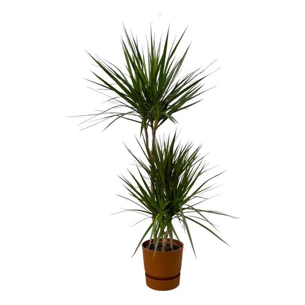 Drakenbloedboom voor in de kamer (Dracaena Marginata ↨120cm, Ø21cm), inclusief bruine pot