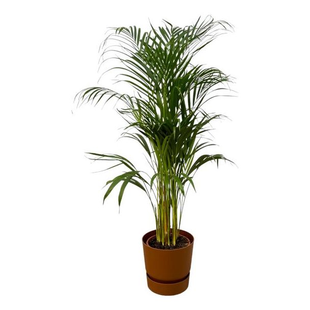 Goudpalm voor in de kamer (Areca palm) inclusief bruine pot, ↨110cm - Ø21cm