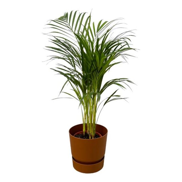 Kamerplant Areca palm (goudpalm) inclusief bruine pot, ↨85cm - Ø19cm