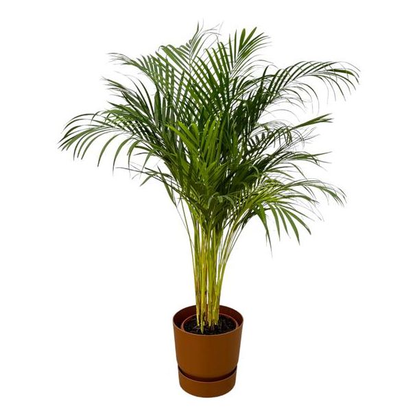 Goudpalm met bruine pot, kamerplant Areca palm, ↨130cm - Ø24cm, pot D30xH28