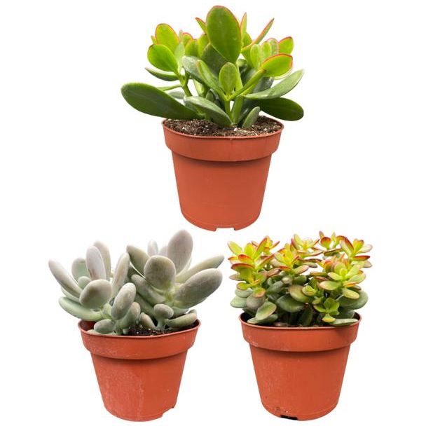 3 stuks vetplanten - ↕16-22cm - Zinc - Ø13 cm, : Crassula Minor  Crassula Ovata en Pachyphytum Oviferum.