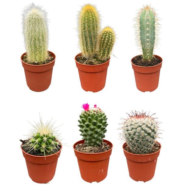 prachtige en gevarieerde mix van zes verschillende soorten cactussen  - ↕8-15cm - Ø6.5 cm