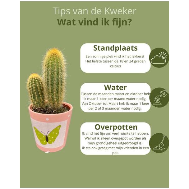 Vlinder Cactussen mix,prachtige en gevarieerde mix van zes verschillende soorten cactussen in vlinder potten