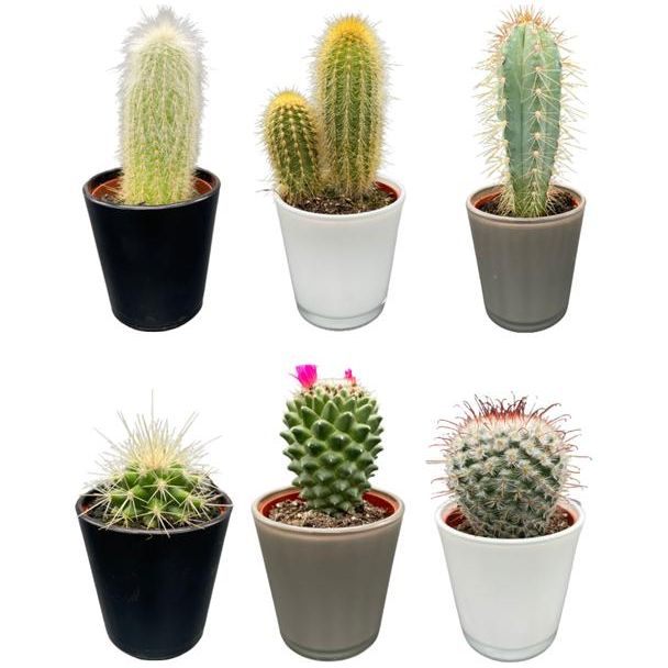 zes unieke soorten cactussen in moderne glazen potten - Ø7.5 cm -  ↕8-15cm