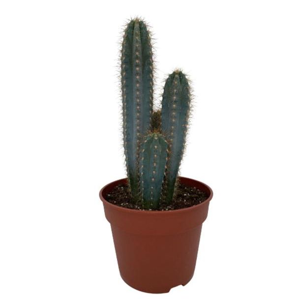 zuilvormige Blauwe Cactus (Pilosocereus Azerues) (↕30-40cm -  Ø18 cm)